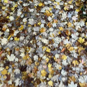 Nov22 - Dead Pavement