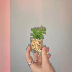 Grey Dugan Plant Sitting This Weekend