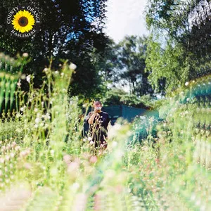 Rex Orange County Sun Flower